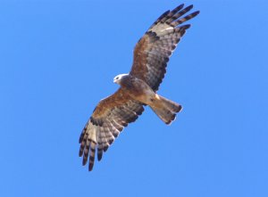 Square-Tailed Kite