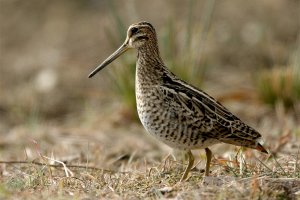 Snipe - Which one?