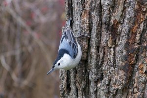 White-breasted Nuthatch