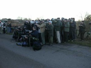 White-crowned Sparrow crowd