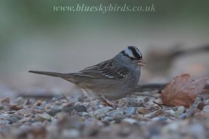 white-crowned sparrow