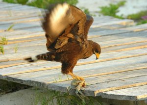Common Black Hawk catching a crab