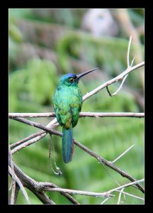 Coppery-chested Jacamar (male)