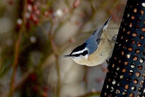 Red-breasted Nuthatch