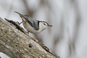 White-breasted Nuthatch