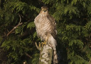 Sparrow Hawk - Accipiter Nisus