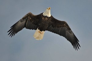 Bald Eagle