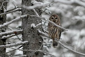 Barred Owl - a question