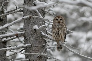 Cloned Barred Owl