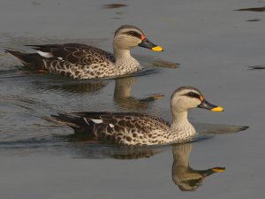 Spot-billed Duck