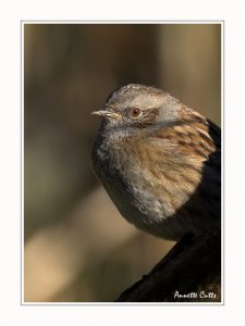 Hedge hopper