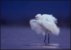 Coldness (Little Egret)