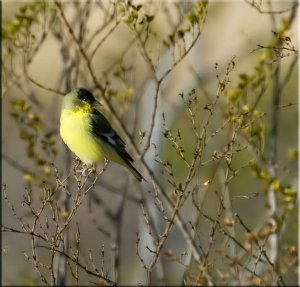 A little yellow to brighten the day