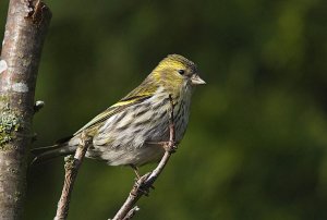 Siskin - Carduelis spinus