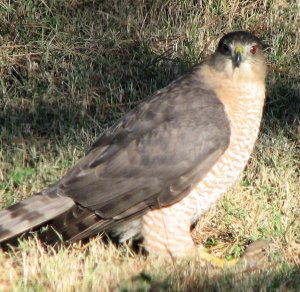 Cooper's Hawk