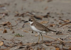 Greater Sand Plover