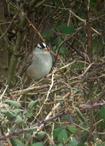 White-crowned Sparrow