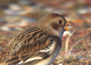 Snow Bunting