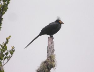 Apo Myna