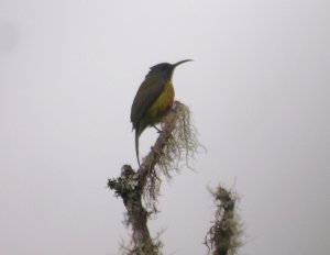 Mount Apo Sunbird