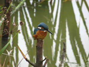 Kingfisher