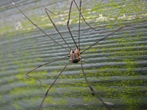 Harvestman