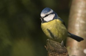 Blue Tit