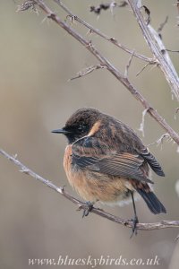 winter stonechat