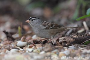 the Cley sparrow...