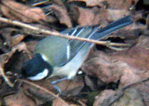 Great Tit