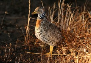 Plains-wanderer