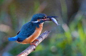 A fisherman in morning light.