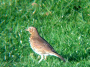 Song Thrush