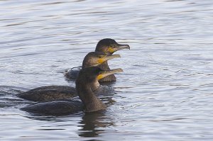 Cormorant - Phalacrocorax carbo