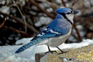 Blue Jay