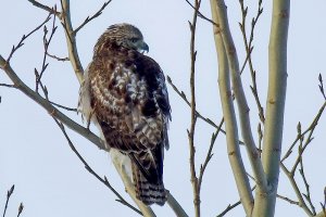 juv. Red-tailed Hawk