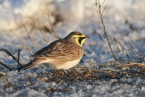 Horned Lark