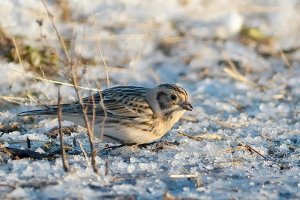 Lapland Longspur