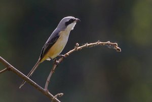 Grey-backed shrike