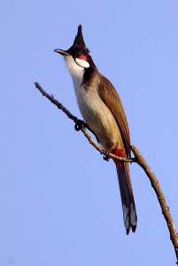 Red-whiskered bulbul