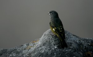 White-winged Grosbeak