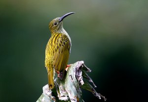 Streaked Spiderhunter