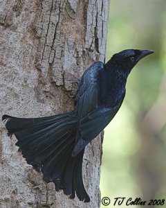 Spangled Drongo