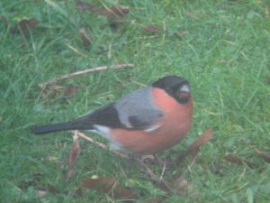 Male Bullfinch