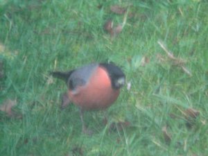 Male Bullfinch