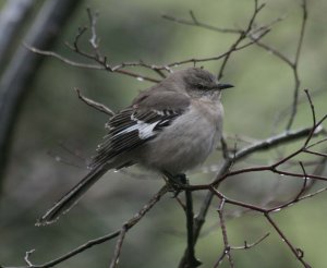 I.D. Please- Northern Mockingbird Juvenile?