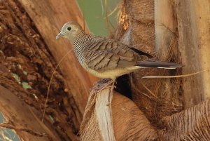 Peaceful dove (zebra dove, barred ground dove)