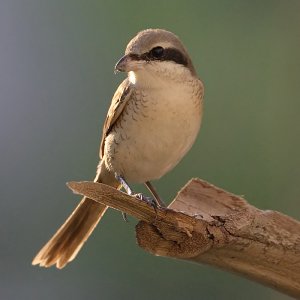 Brown shrike