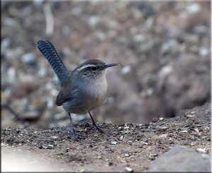 Feisty little Wren