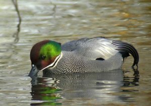 Falcated Duck